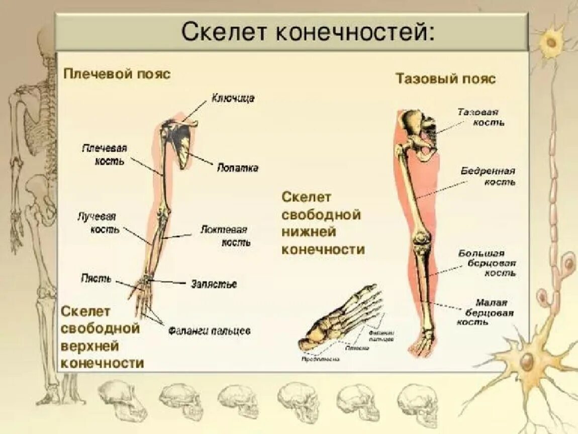 Пояс верхних конечностей фото "Первая помощь при травмах конечностей"