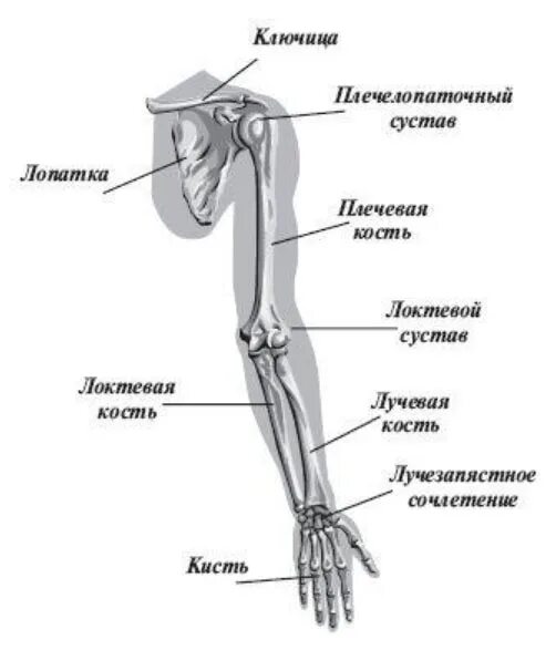 Пояс верхних конечностей фото Лечение ушибов руки: локтевого сустава, кисти в домашних условиях - Medside.ru