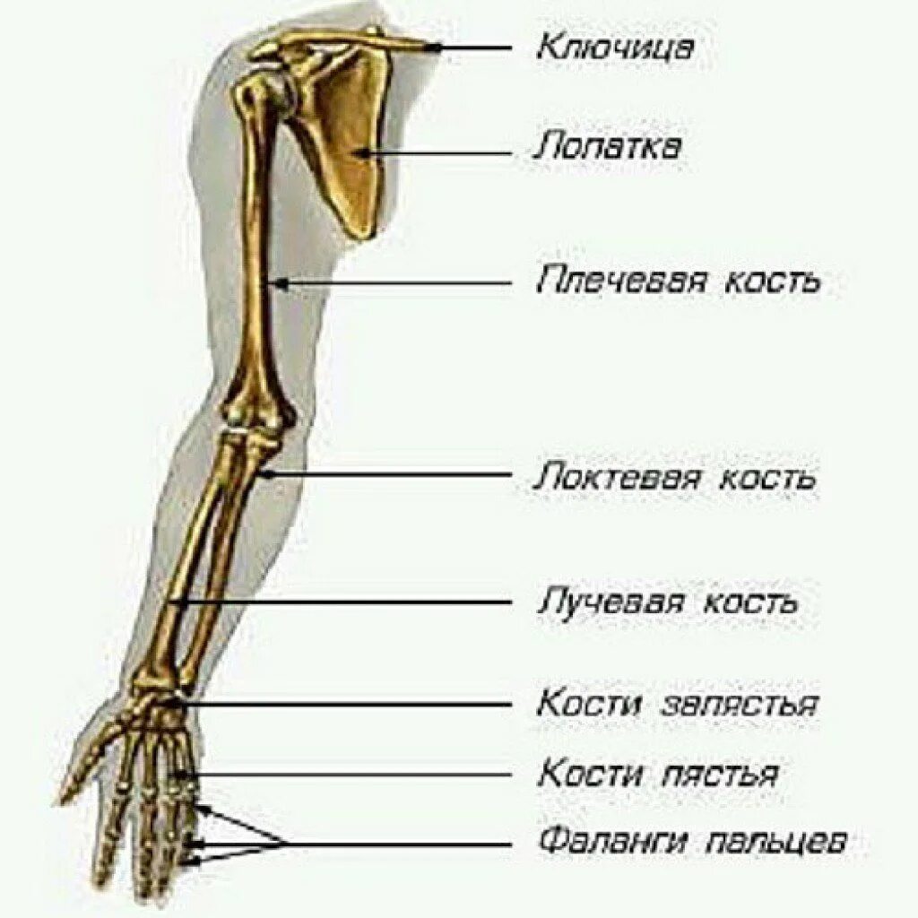 Пояс верхних конечностей фото Биология, Научные уроки, Судебная медицина