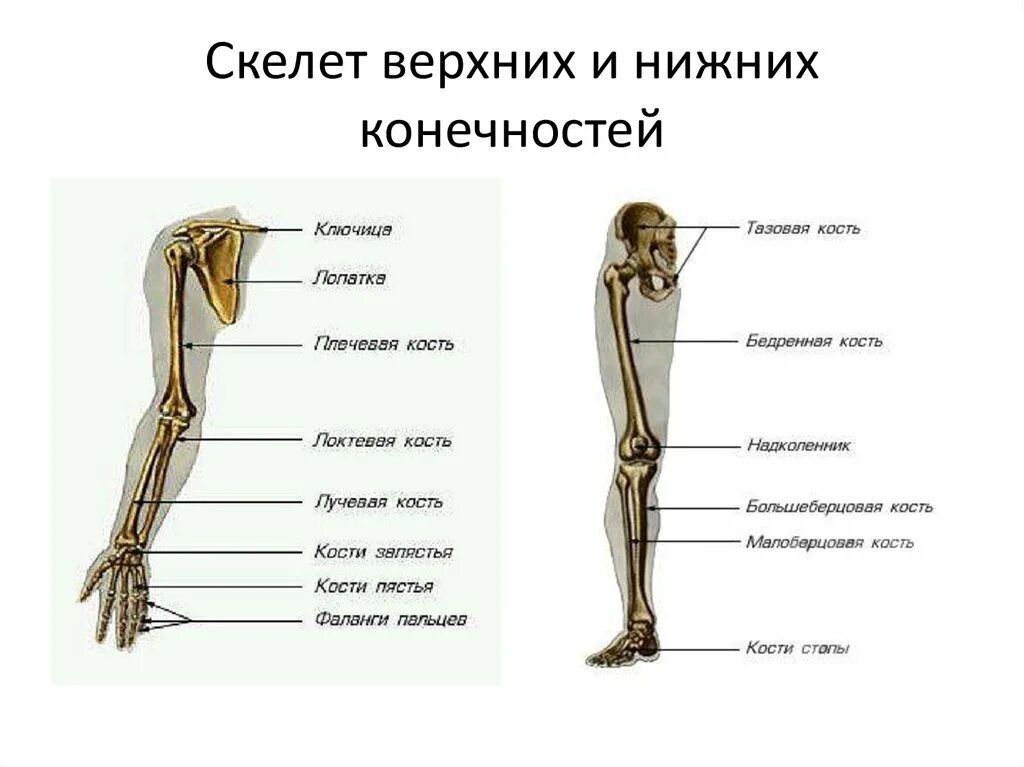 Пояс верхних конечностей фото Анатомия_шпора - Строение кости как органа