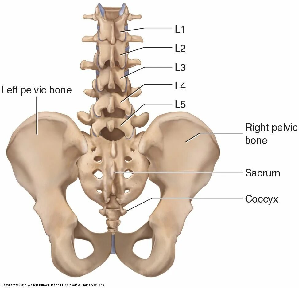 Пояснично крестцовый отдел фото Bones of the Lumbar Spine and Pelvis Pelvis anatomy, Pelvis, Pelvic bone