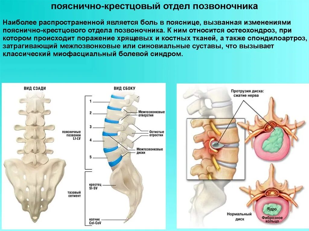 Пояснично крестцовый отдел фото Функция крестцового позвоночника