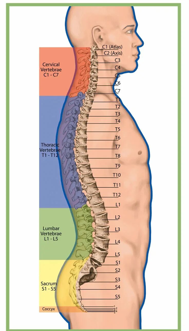 Пояснично крестцовый отдел фото на человеке Strengthen Your Vertebroplasty and Kyphoplasty Coding Skills Medical coding, Med