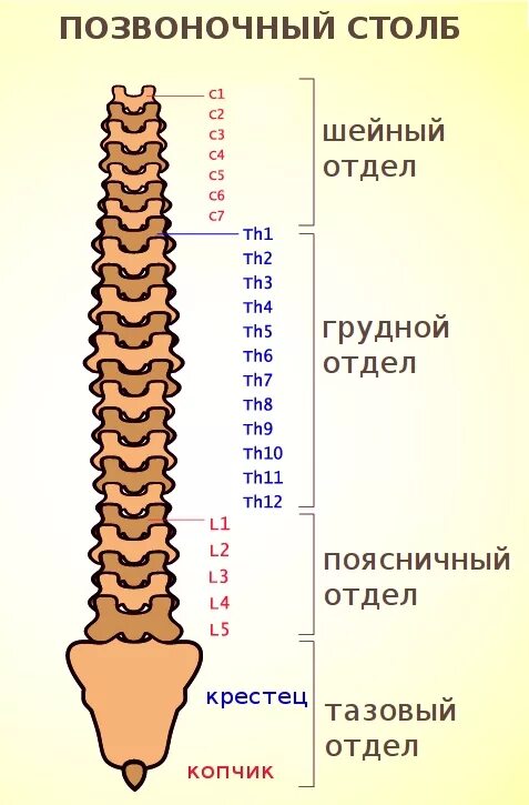 Пояснично крестцовый отдел позвоночника фото Остеохондрозы: стадии, симптомы по отделам позвоночника, лечение