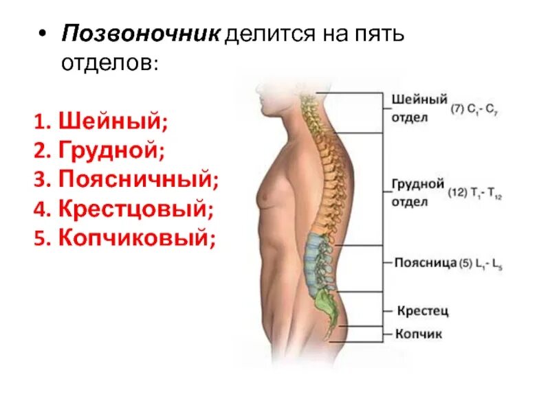 Пояснично крестцовый отдел позвоночника фото на человеке Картинки ПОЯСНИЧНО КРЕСТОВЫЙ ОТДЕЛ ПОЗВОНОЧНИКА