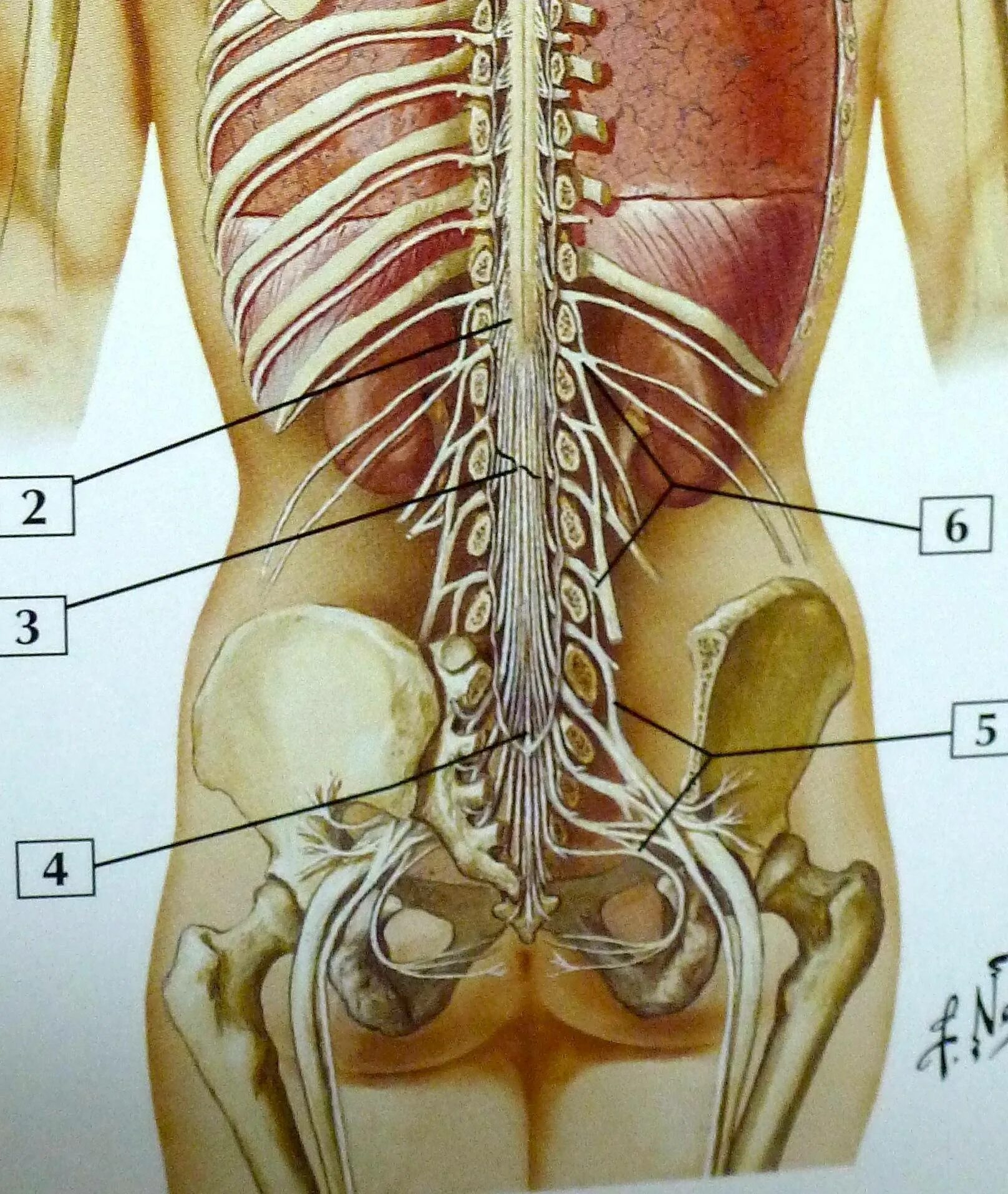 Пояснично крестцовый отдел позвоночника фото на человеке Крестцовый нерв позвоночника