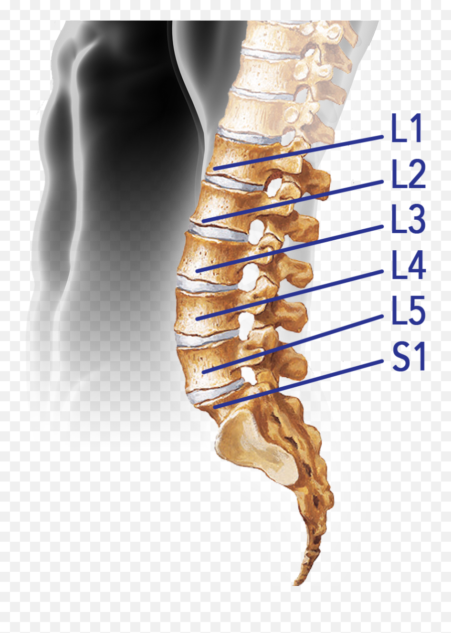 Пояснично крестцовый отдел позвоночника фото на человеке Download Spine - Lumbar Vertebral Column Png Image With No Vertebra Lumbar Png,S