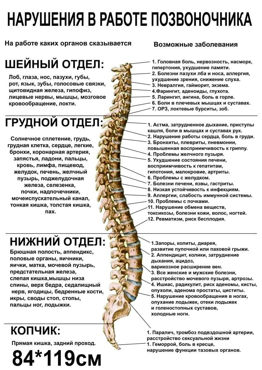 Пояснично крестцовый отдел позвоночника строение фото Название позвонков позвоночника человека