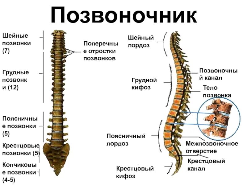 Пояснично крестцовый отдел позвоночника строение фото Позвонки пояснично крестцового отдела позвоночника