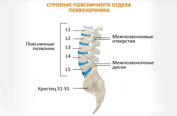 Пояснично крестцовый отдел позвоночника строение фото Аппликатор Кузнецова и Ляпко при межпозвоночной грыже поясничного отдела позвоно