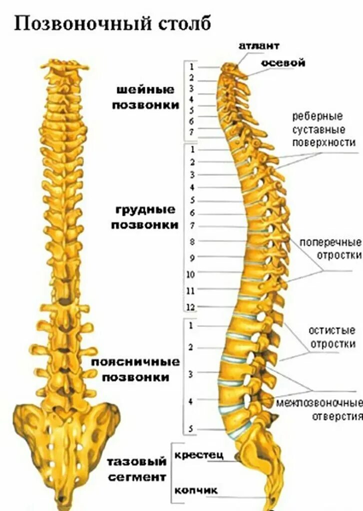 Пояснично крестцовый отдел позвоночника строение фото Позвоночное древо Атлет из Шоушенка Дзен