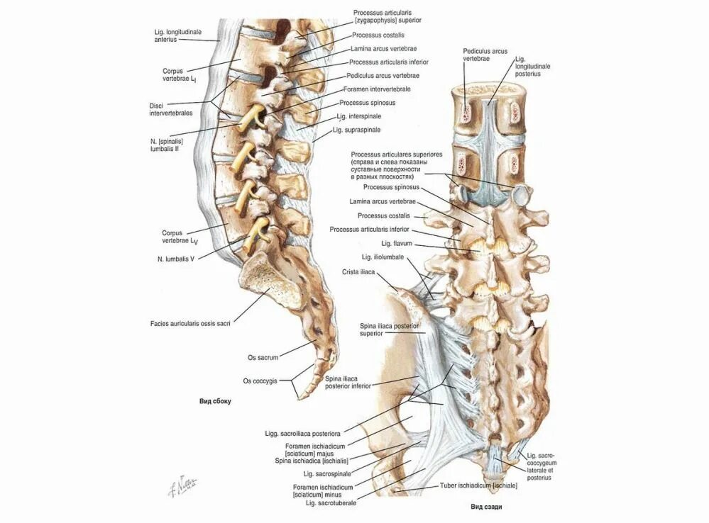 Пояснично крестцовый отдел позвоночника строение фото Остеохондроз крестцового отдела Клиника доктора Шишонина