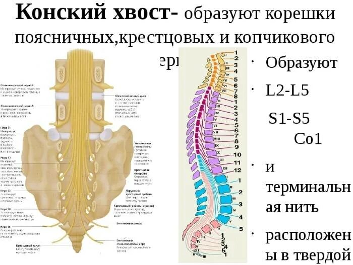 Пояснично крестцовый отдел позвоночника строение фото Картинки СПИННОЙ МОЗГ В ПОЗВОНОЧНИКЕ