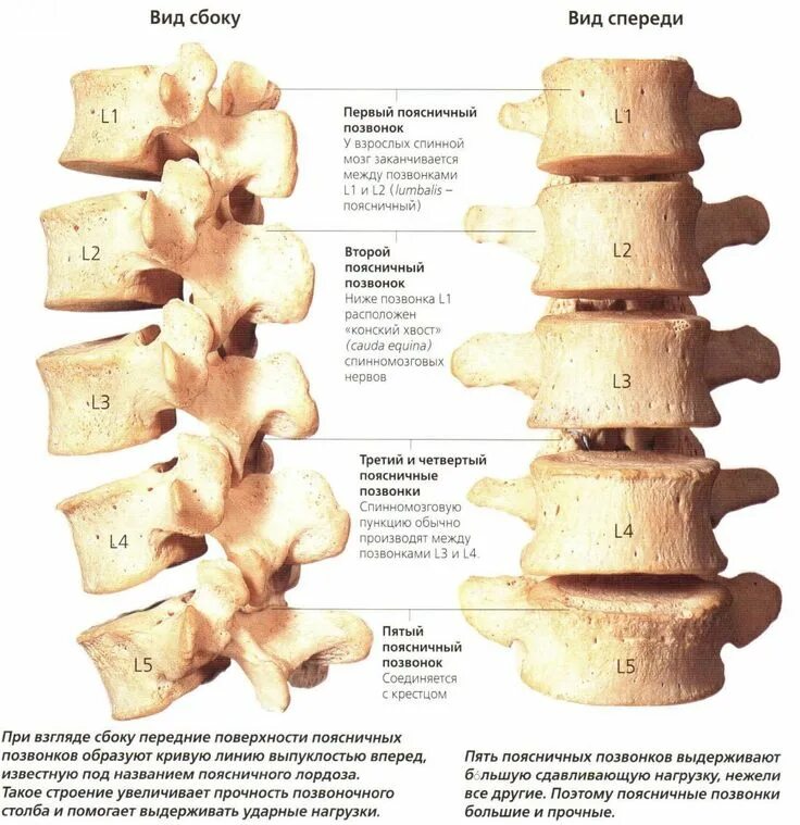 Пояснично крестцовый отдел позвоночника строение фото поясничный отдел позвоночника Анатомия и физиология, Здоровый, Биология