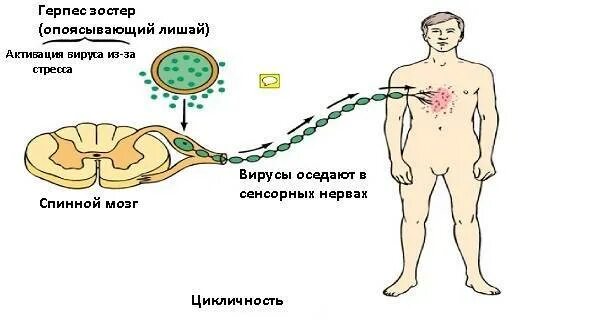 Поясничный герпес фото и лечение у мужчин Герпес у собак: симптомы и лечение причины, как вылечить