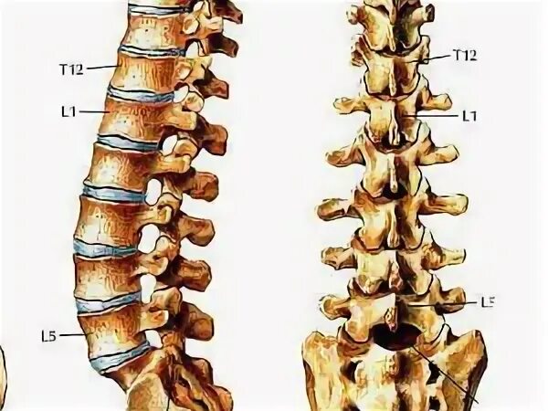 Поясничный отдел фото Позвонки и мышцы поясничного отдела