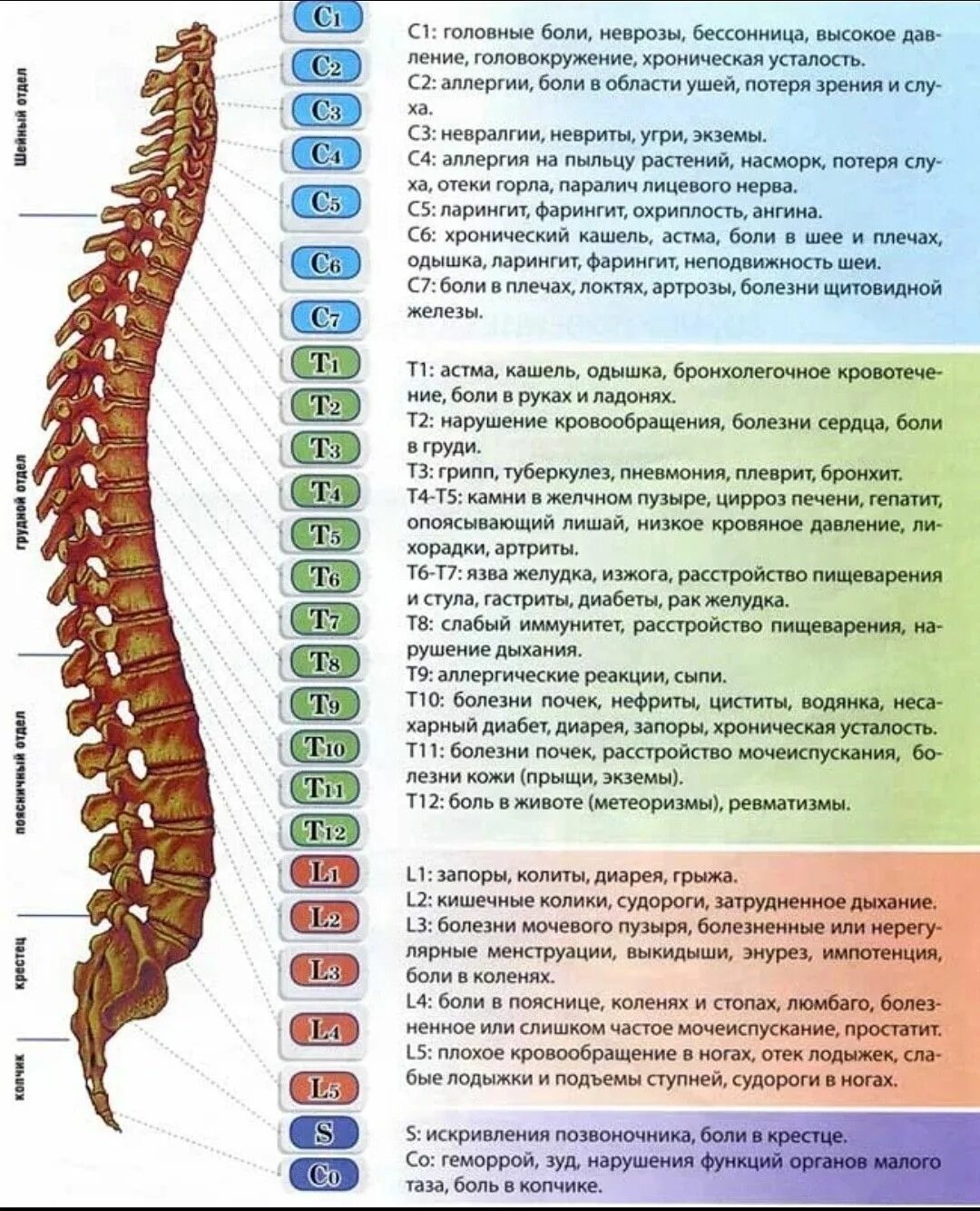 Поясничный отдел фото с номерами позвонков Pin on Надо купить Spine health, Body health, Alternative medicine