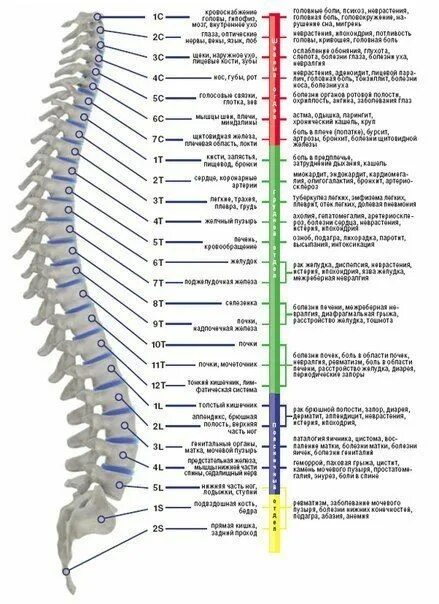 Поясничный отдел фото с номерами позвонков Anatomy and Physiology of the Spine: A Complete Guide