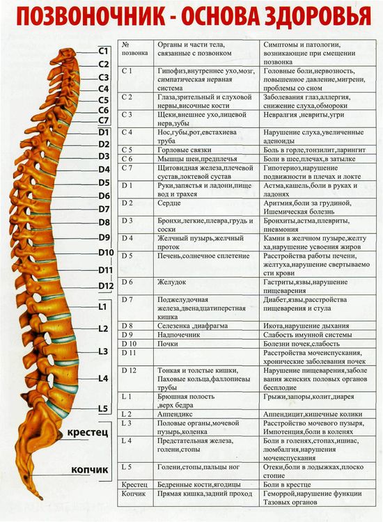 Поясничный отдел фото с номерами позвонков Olga (okolosenko59) - Profile Pinterest
