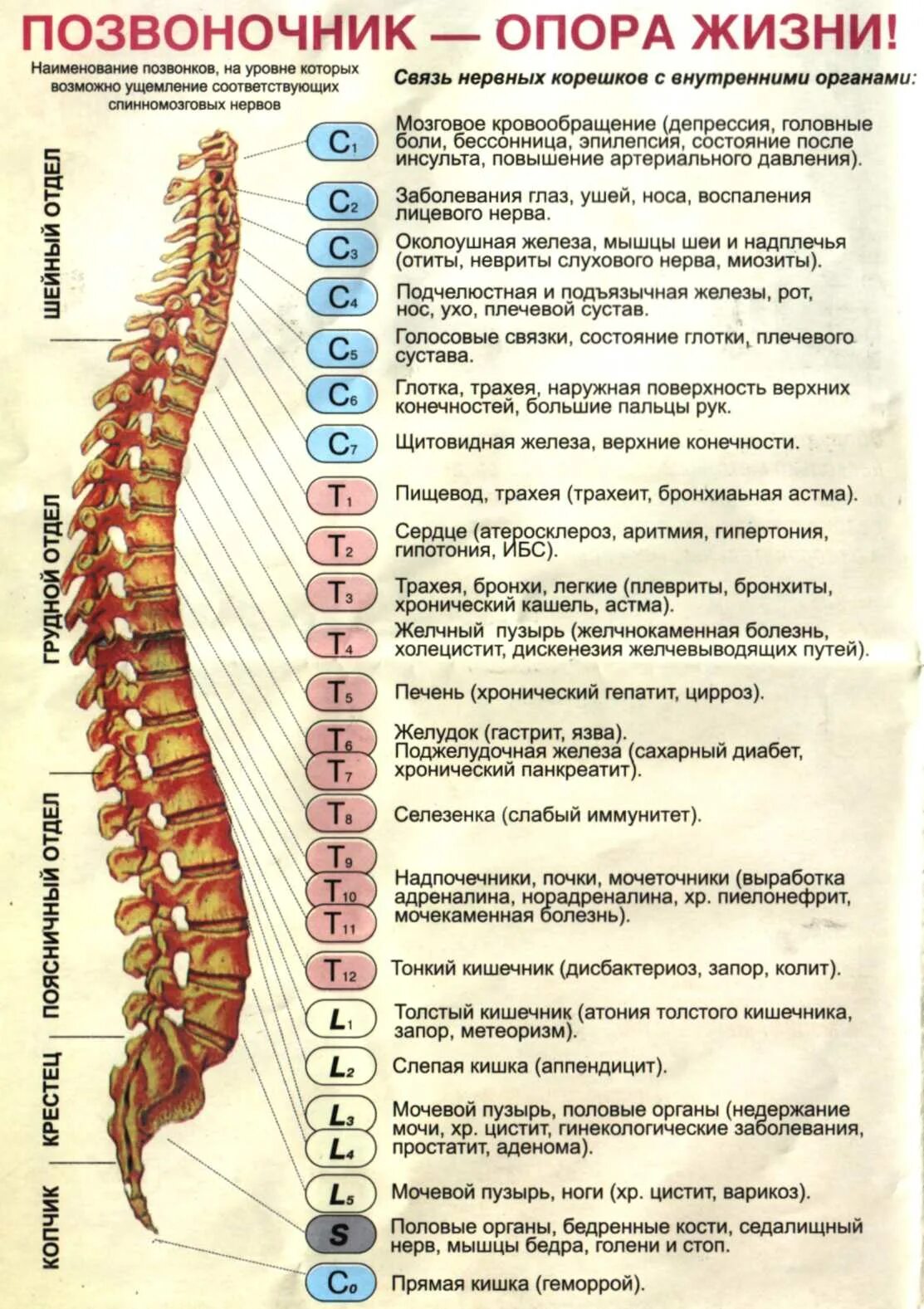 Поясничный отдел фото с номерами позвонков За что отвечает грудной отдел
