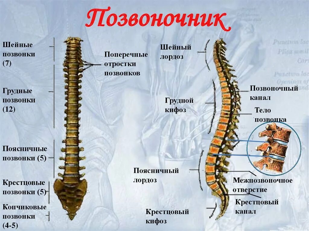 Поясничный отдел фото с номерами позвонков Ориентиры позвонков