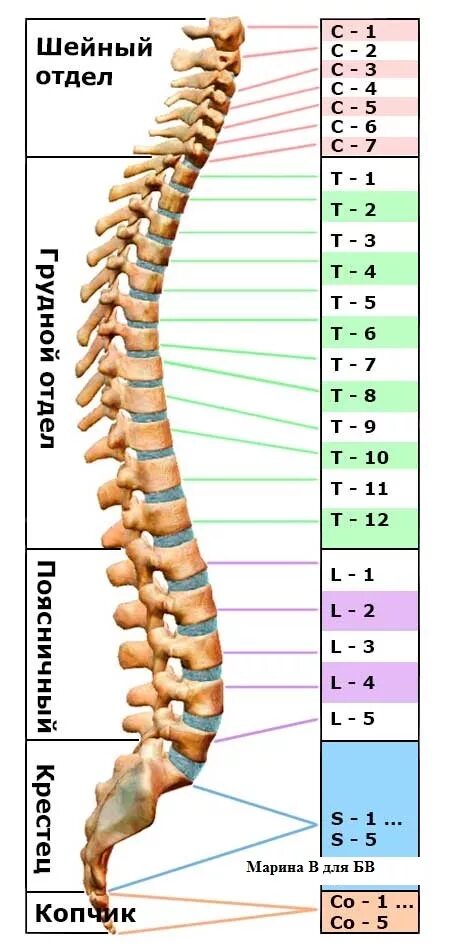 Поясничный отдел фото с номерами позвонков Где находится 6 позвонок шейного и грудного отдела у человека?