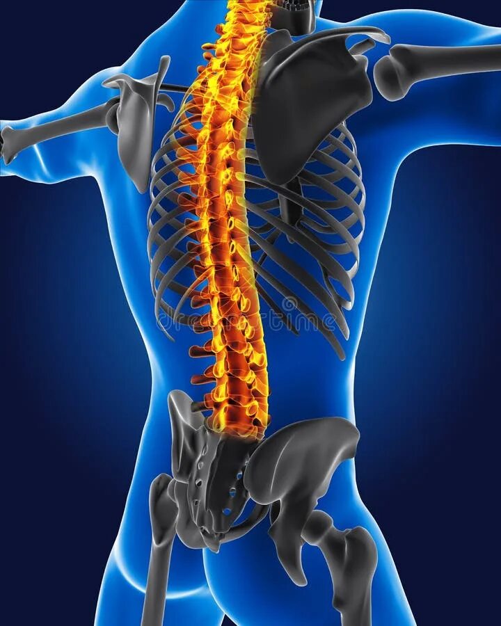 Поясничный отдел позвоночника фото 3D Medical Man with Skeleton Stock Illustration - Illustration of spinal, medica