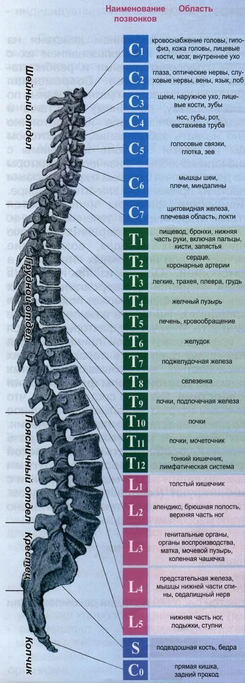 Поясничный отдел позвоночника фото на человеке Позвоночник и стопы белгород