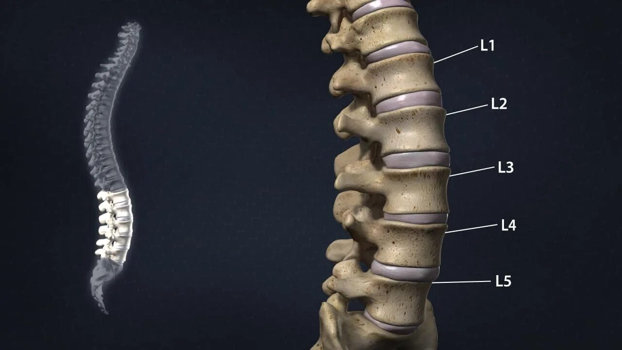 Поясничный отдел позвоночника фото с номерами позвонков Анатомия Позвоночника