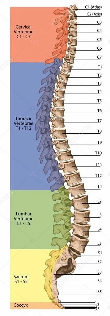 Поясничный отдел позвоночника фото с номерами позвонков Didactic board, anatomy, human skeletal system, the skeleton, spine, the bony sp