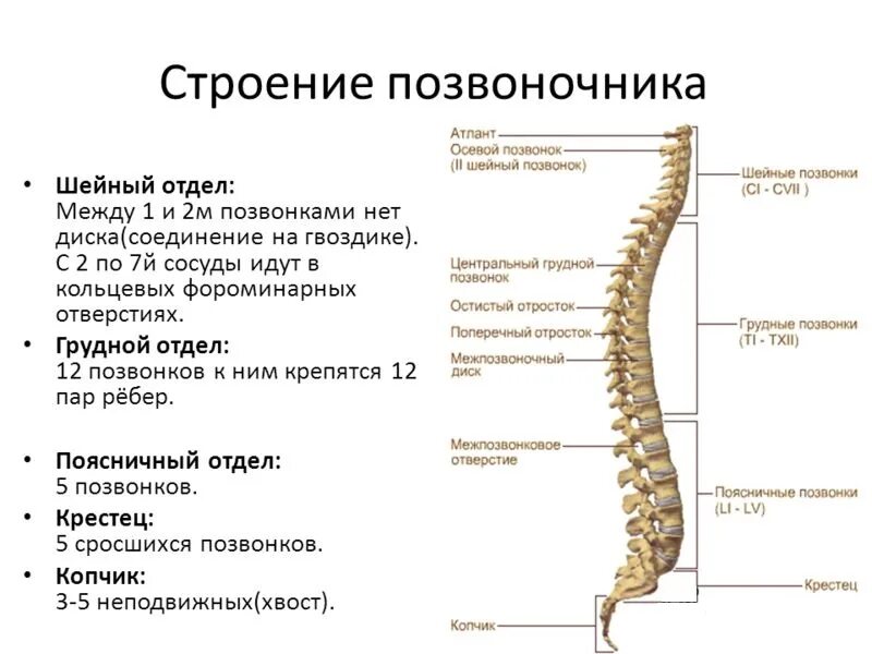 Поясничный отдел позвоночника строение фото Отделы позвоночника л 1 л: найдено 82 изображений