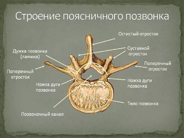 Поясничный отдел позвоночника строение фото Стеноз позвоночника. Нейрохирург Дуров Олег Владимирович