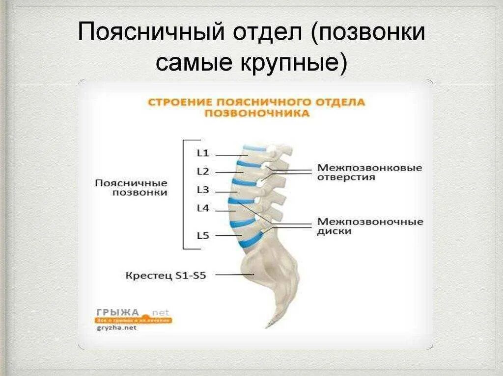 Поясничный отдел позвоночника строение фото Отделы позвоночника рисунок: найдено 86 картинок