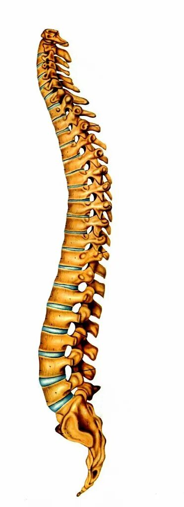 Поясничный отдел позвоночника строение фото Мануальная медицина - Доктор Прокудин Основная группа Мануальная медицина - Докт
