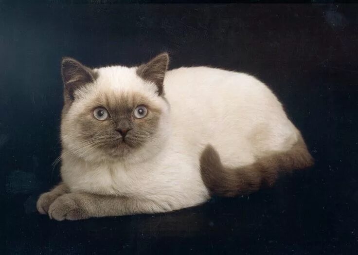 Пойнт окрас кошек фото British Shorthair/Siamese http://hubcats.blogspot.com/2012/03/identifying-cat-ge