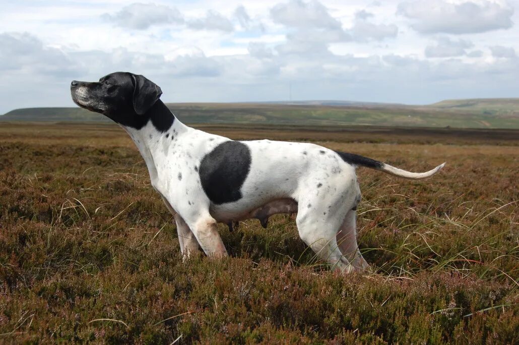 Пойнтер собака фото Pointer Breed Guide - Learn about the Pointer.