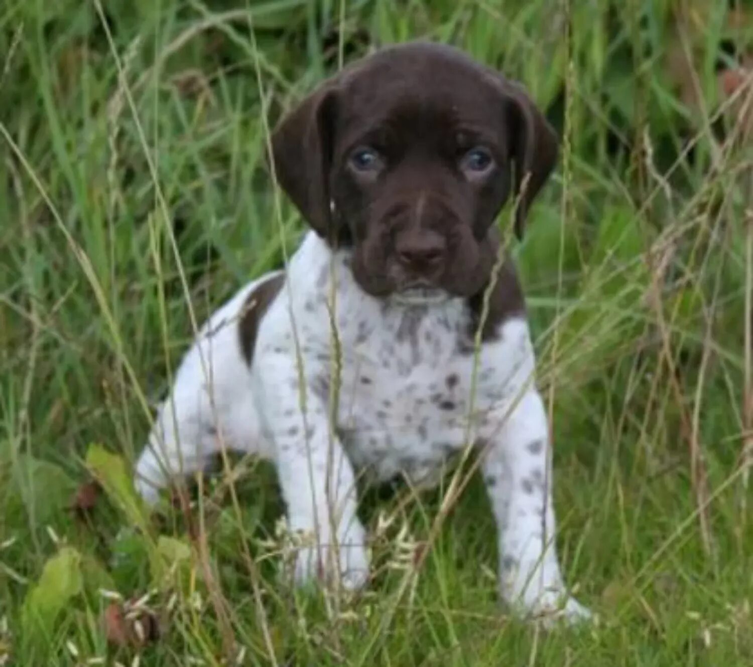 Пойнтер собака фото цена щенки Old Danish Pointer vs English Water Spaniel - Breed Comparison