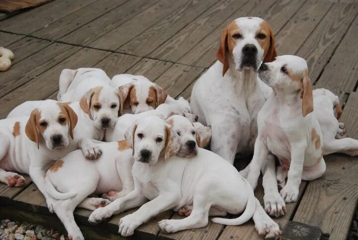 Пойнтер собака фото цена щенки Ch. Cookieland Seasyde Hollyberry and litter (Pointers). Chien pointeur, Chien p