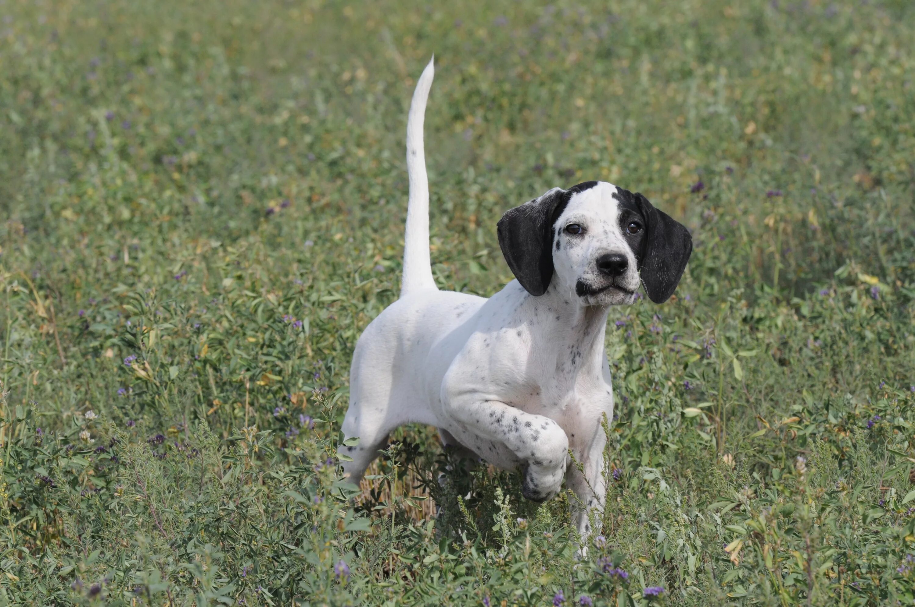 Пойнтер собака фото цена щенки Pointer Breed Guide - Learn about the Pointer.