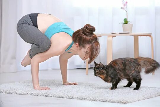 Поза кошки в йоге фото Cat Yoga Pose Images - Browse 3,468 Stock Photos, Vectors, and Video Adobe Stock