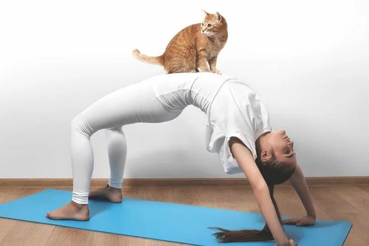 Поза кошки в йоге фото 7 Brilliants Ways to Use Crystals For Cats Cat yoga, Cat pose yoga, Cats