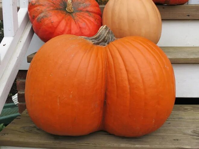 Поза пикантная тыква фото World’s Greatest Gallery of Pumpkins That Look Like Butts