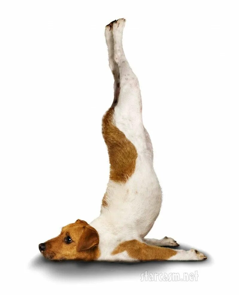 Поза собаки фото good boy Dog doing yoga, Animal yoga, Dog yoga