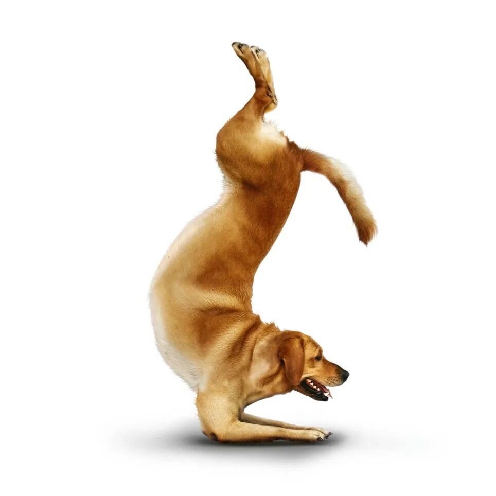 Поза собаки фото Not just another 'shaggy dog' story... the pooches striking incredible poses for