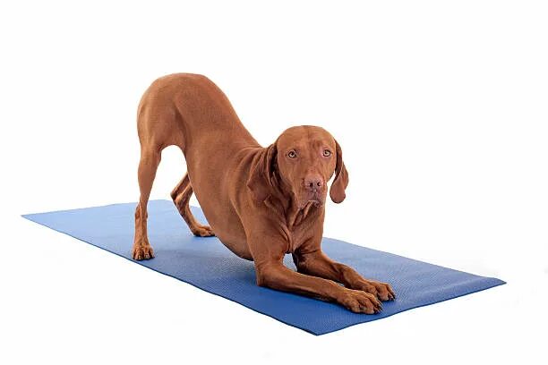 Поза собаки фото Более 7 100 работ на тему "Dogs Doing Yoga": стоковые фото, картинки и изображен