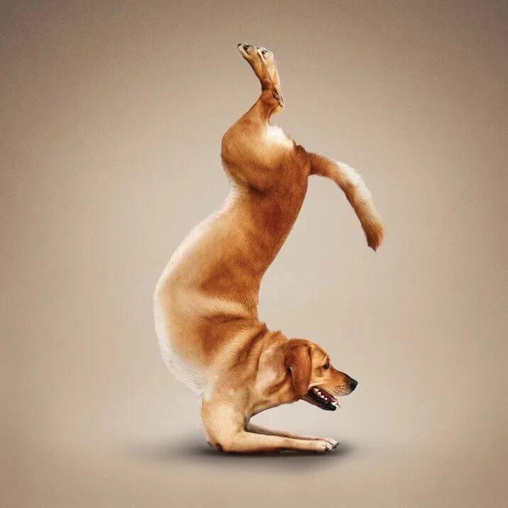 Поза собаки фото dog doing gymnastics ... Dogs, Photos Gallery, Funny Dogs, Dogs Yoga, Dogs Photo