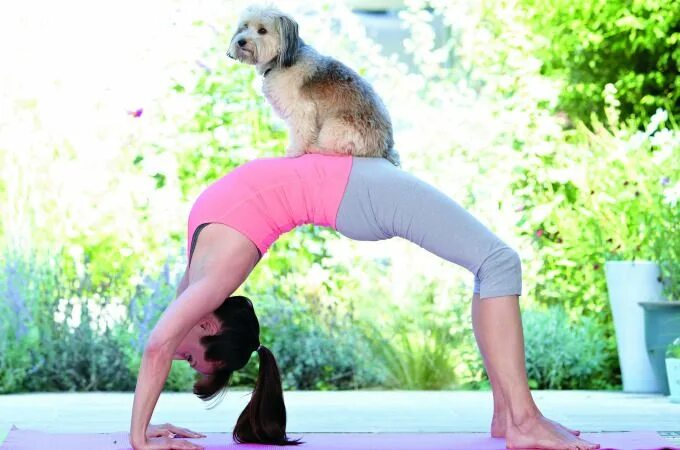 Поза собаки фото How downward dog can boost your relationship with Fido Pet sitting services, Dog