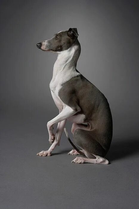 Поза собаки фото 140 Dream dogs ideas in 2021 dogs, grey hound dog, italian greyhound