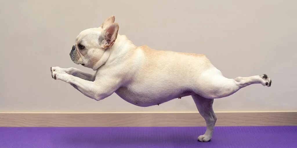 Поза собаки фото Dog yoga classes improve canine posture and behavior, veterinarian says Fox News