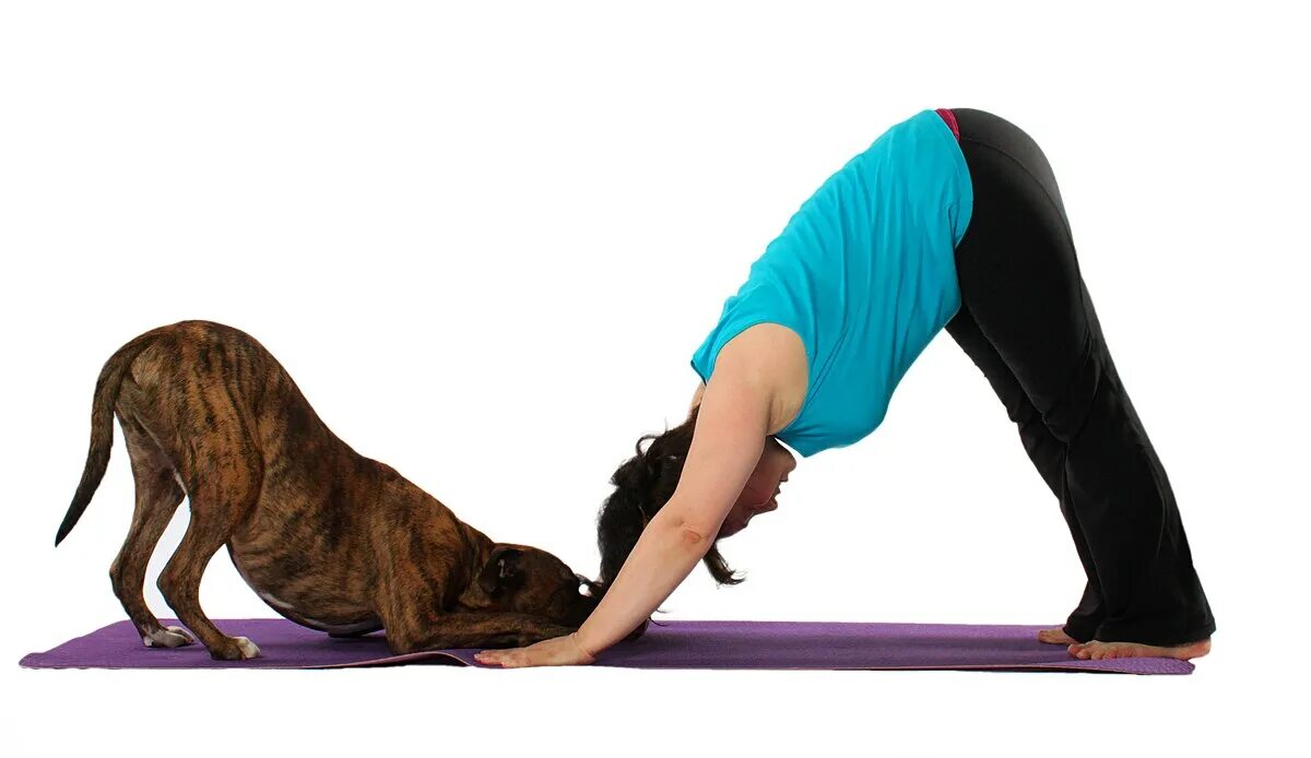 Поза собаки мордой вниз фото Файл:Downward Dog Pose (Doga).jpg - Википедия